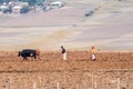 Ethiopian farmer plows fields with cows