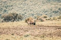 Ethiopian farmer plows fields with cows