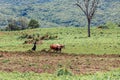 Ethiopian farmer plows fields with cows