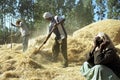 Ethiopian farmer and servant threshing grain harvest