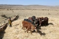 Ethiopian farmer using his cows for threshing harvest