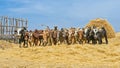 Ethiopian farmer using his cows for threshing harvest