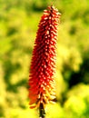 Ethiopian flower