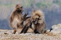 Ethiopian gelada baboons