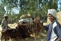 Ethiopian men and cows threshing harvested grain