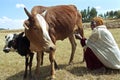 Ethiopian older woman with cows in arid landscape