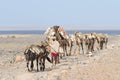 Ethiopian salt caravan