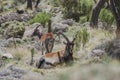 Ethiopian or Walia Ibex, Capra Walie, lives in high altitudes and is an endemic species to simien mountains in northern Ethiopia, Royalty Free Stock Photo