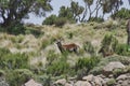 Ethiopian or Walia Ibex, Capra Walie, lives in high altitudes and is an endemic species to simien mountains in northern Ethiopia, Royalty Free Stock Photo