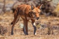 Ethiopian Wolf - Canis simensis