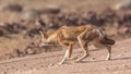 Ethiopian Wolf Slinking