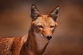 Ethiopian wolf, Canis simensis, in the nature. Bale Mountains NP, Ethiopia. Rare endemic animal portrait Africa. Wildlife nature