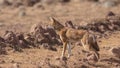 Ethiopian Wolf