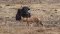 Ethiopian Wolf in Front of Cattle