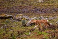 Ethiopian Wolf hunting in Bale Mountains National Park