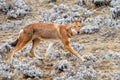Ethiopian Wolf in the Simien Mountains