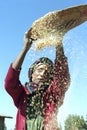 Ethiopian woman separate chaff from the grain Royalty Free Stock Photo