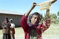 Ethiopian woman separate chaff from the grain Royalty Free Stock Photo