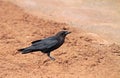 Ethiopische raaf, Somali crow, Corvus edithae Royalty Free Stock Photo