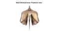 Ethmoid bone Posterior view