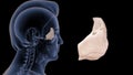 Location of Ethmoid bone in Human