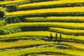 Ethnic farmers going to work through ripen rice terraces.