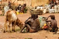 Ethnic Hamer woman in the traditional dress from Ethiopia