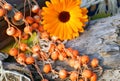 Ethnic handmade woodeny necklace and calendula