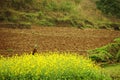 Ethnic minority women in a field of canola