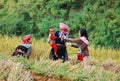 Ethnic women on the rice fields in Y Ty, Vietnam