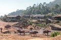 Ethnical minority village with water bufallos in Laos