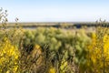 Ethno medicinal autumn herbs on a blurry background of sky and mixed forest