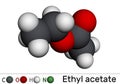 Ethyl acetate, ethyl ethanoate, C4H8O2 molecule. It is acetate ester formed between acetic acid and ethanol. Molecular model. 3D