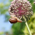 etit-gris snails (helix aspersa) on an allium flower