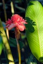 Etlingera elatior Royalty Free Stock Photo