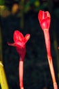 Etlingera elatior Royalty Free Stock Photo