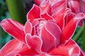 Flower Etlingera Elatior.