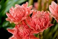 Etlingera elatior flowers on nature background Royalty Free Stock Photo