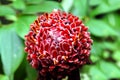 Etlingera Elatior or Red Torch Ginger