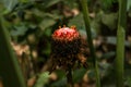 Etlingera elatior RED TORCH GINGER flower. The beautiful exotic ginger plant that gets unique red flowers and great green foliage Royalty Free Stock Photo