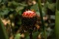 Etlingera elatior RED TORCH GINGER flower. The beautiful exotic ginger plant that gets unique red flowers and great green foliage Royalty Free Stock Photo