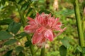 Etlingera elatior RED TORCH GINGER flower. The beautiful exotic ginger plant that gets unique red flowers and great green foliage Royalty Free Stock Photo