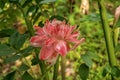 Etlingera elatior RED TORCH GINGER flower. The beautiful exotic ginger plant that gets unique red flowers and great green foliage Royalty Free Stock Photo