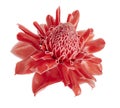 Etlingera elatior, Red torch ginger flower isolated on white background, with clipping path