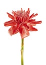 Etlingera elatior, Red torch ginger flower isolated on white background, with clipping path Royalty Free Stock Photo