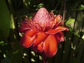 Etlingera elatior - Torch Ginger in full bloom