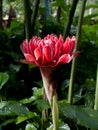 Etlingera eliator