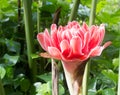 Etlingera eliator