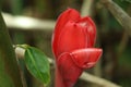 Etlingera eliator red pink flower green flower