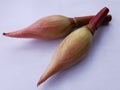 Etlingera elatior on white isolated background.